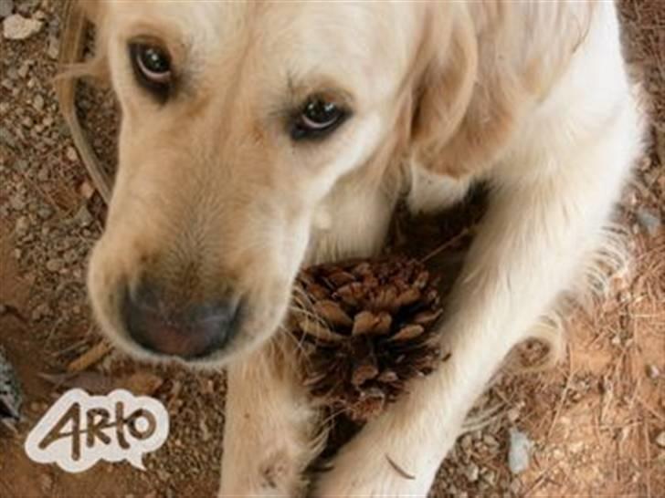 Golden retriever Rosie<3 - ´´Glor dii på miig?? Såå glor jeg på diig:P,, billede 2