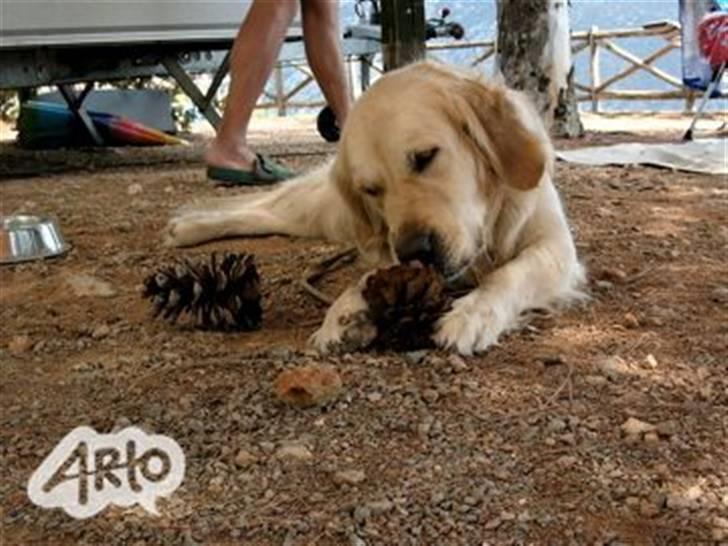 Golden retriever Rosie<3 - Gnask gnask det lækkert <33 billede 3