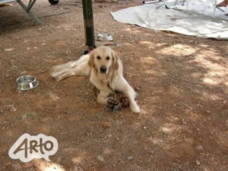 Golden retriever Rosie<3 - Iiih <33 billede 4