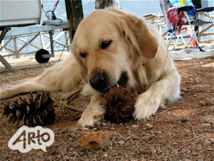 Golden retriever Rosie<3 - Det her er bare lækkert, kæmpe kogle, solen skinner, vi er på ferie og så har jeg den bedste familie :D billede 5