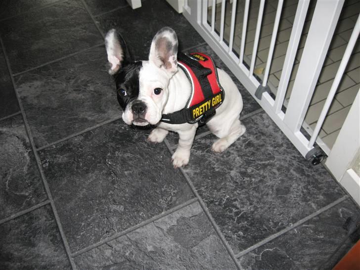 Fransk bulldog Else billede 10