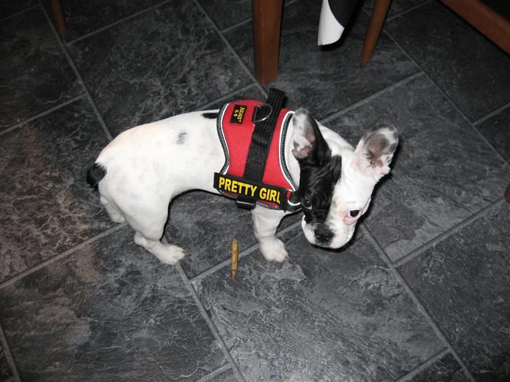 Fransk bulldog Else billede 11