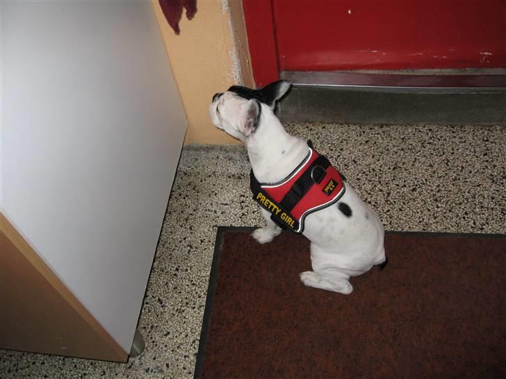 Fransk bulldog Else billede 12