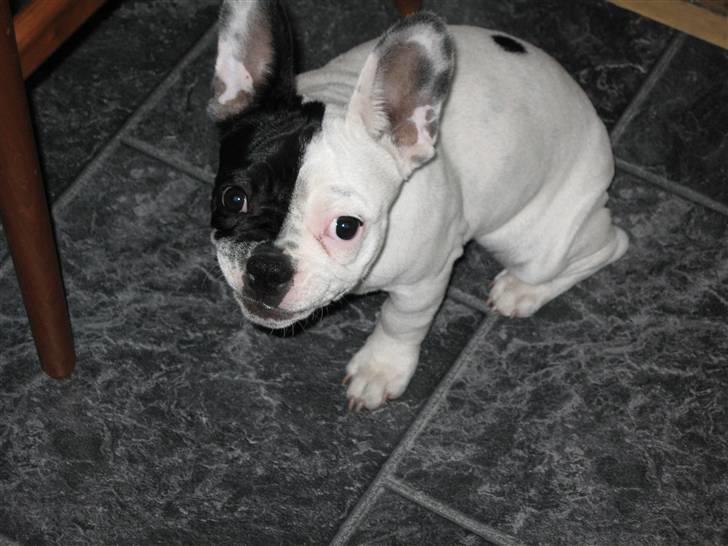 Fransk bulldog Else billede 13