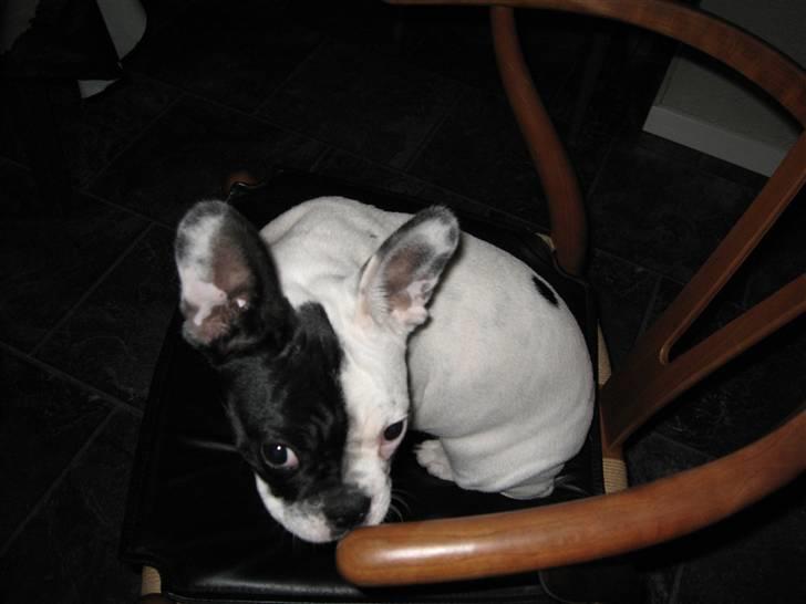 Fransk bulldog Else billede 14