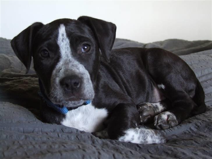 Blanding af racer Tascha billede 5