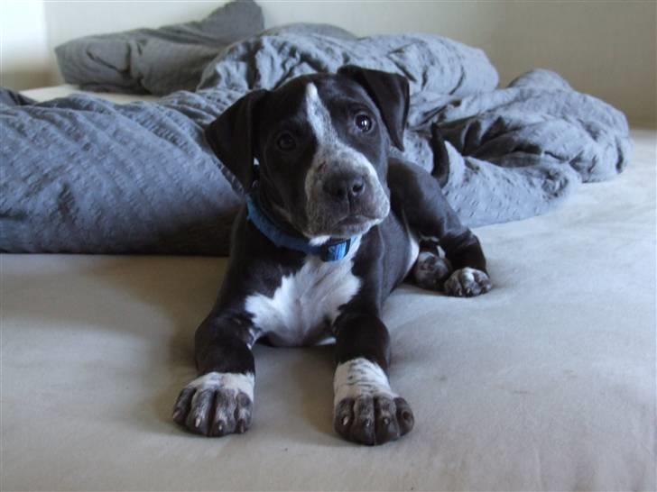 Blanding af racer Tascha billede 6