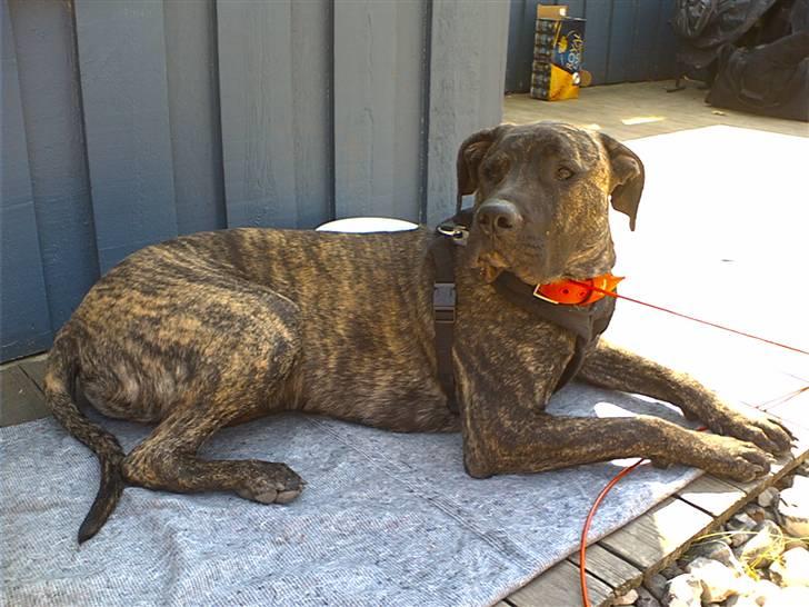 Dogo canario Capone *R.I.P 2009* billede 10