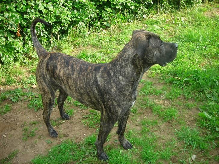 Dogo canario Capone *R.I.P 2009* billede 11