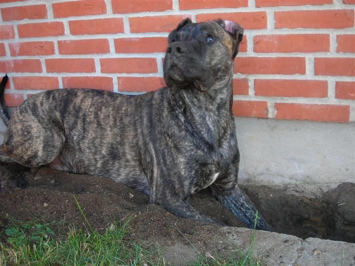 Dogo canario Capone *R.I.P 2009* billede 12