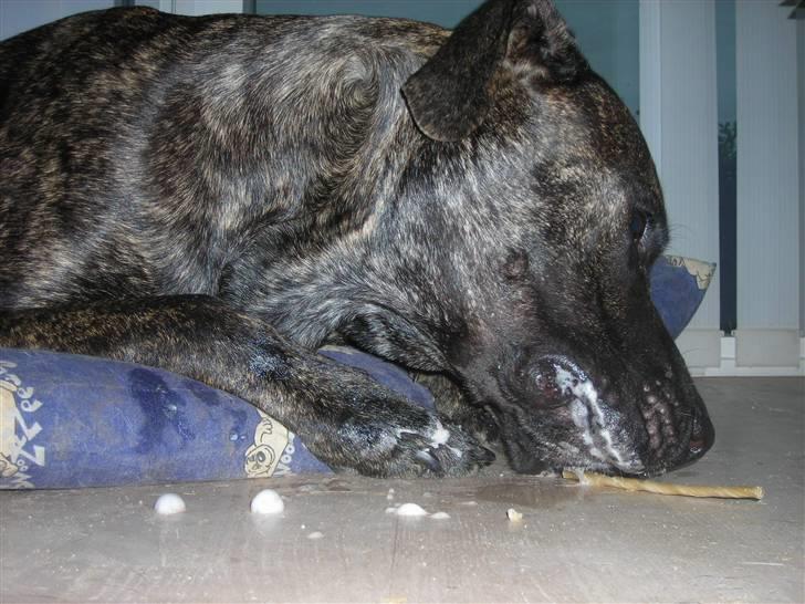 Dogo canario Capone *R.I.P 2009* billede 13