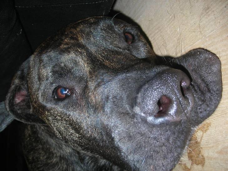 Dogo canario Capone *R.I.P 2009* billede 14