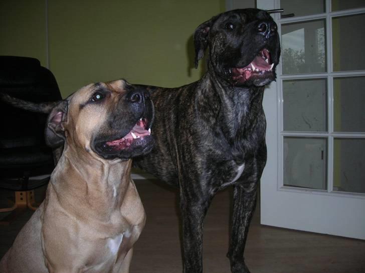 Dogo canario Capone *R.I.P 2009* billede 15