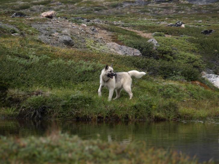 Grønlandshund malou - hun viste ikke hvordan hun skulle komme over billede 6
