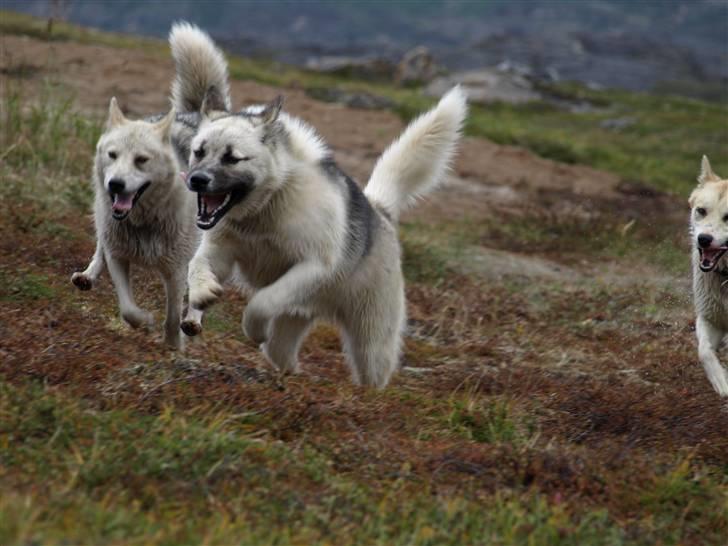 Grønlandshund malou - spring kan hun ivertifald billede 7