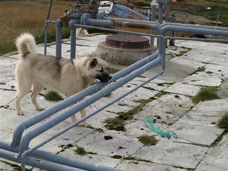 Grønlandshund malou - der over veger hun om hund skal billede 8