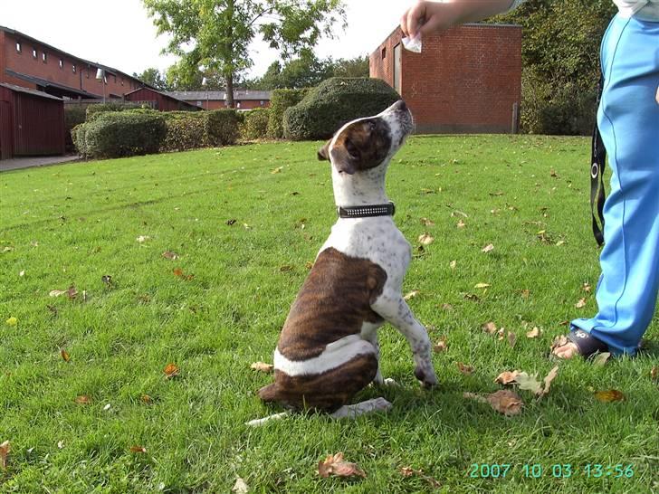 Amerikansk staffordshire terrier Kenzo - lige omkring de 4 mrd. billede 5