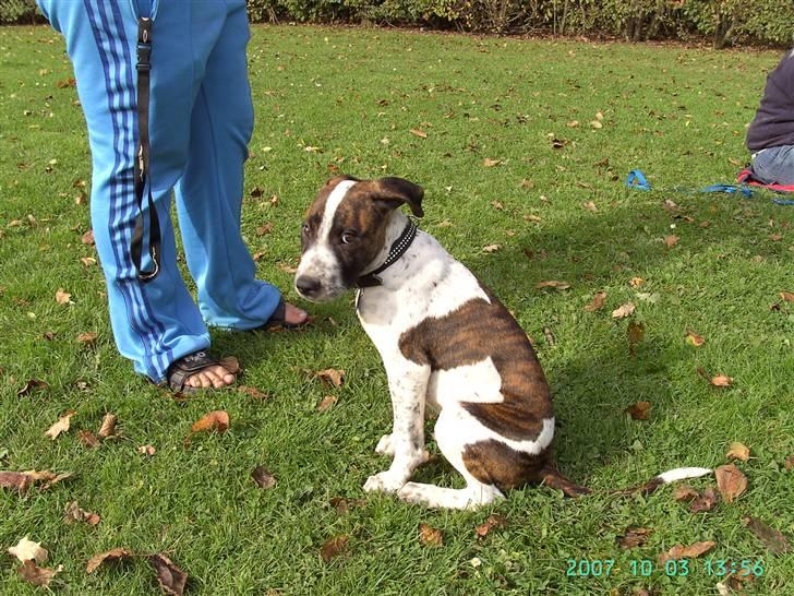 Amerikansk staffordshire terrier Kenzo - .... billede 6