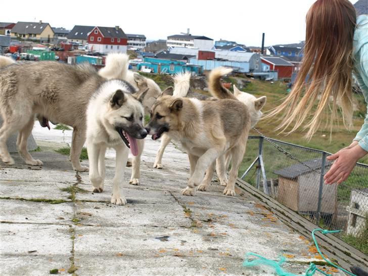 Grønlandshund malou - malou og hendes failie  billede 9
