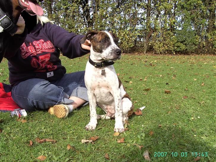 Amerikansk staffordshire terrier Kenzo - fået øje på noget spændende ? :)  billede 7