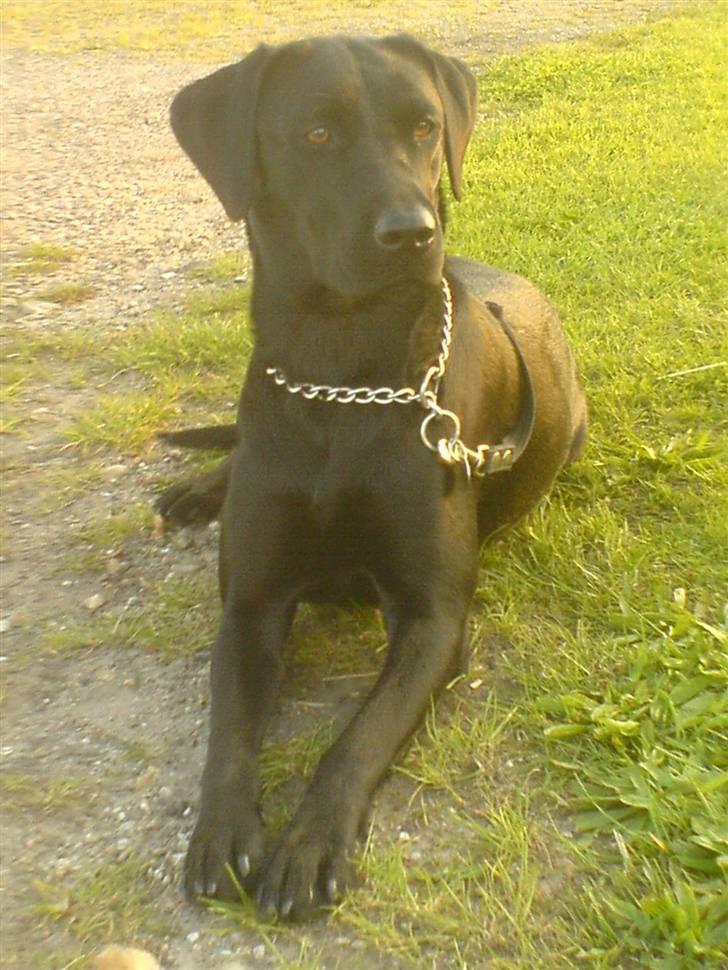 Labrador retriever flora<3 billede 15