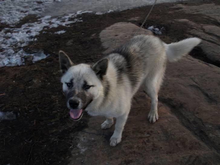Grønlandshund malou - min malou billede 10