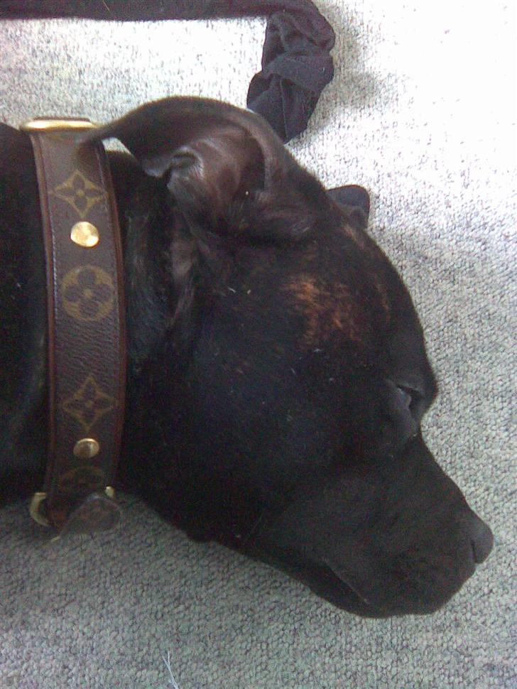 Staffordshire bull terrier     ITSO  24. okt - 1,5 år billede 10