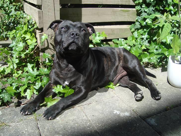 Staffordshire bull terrier     ITSO  24. okt - Sommer i haven. 2010 billede 11