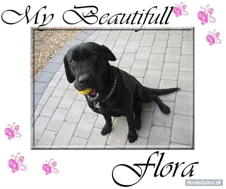 Labrador retriever flora<3 billede 16