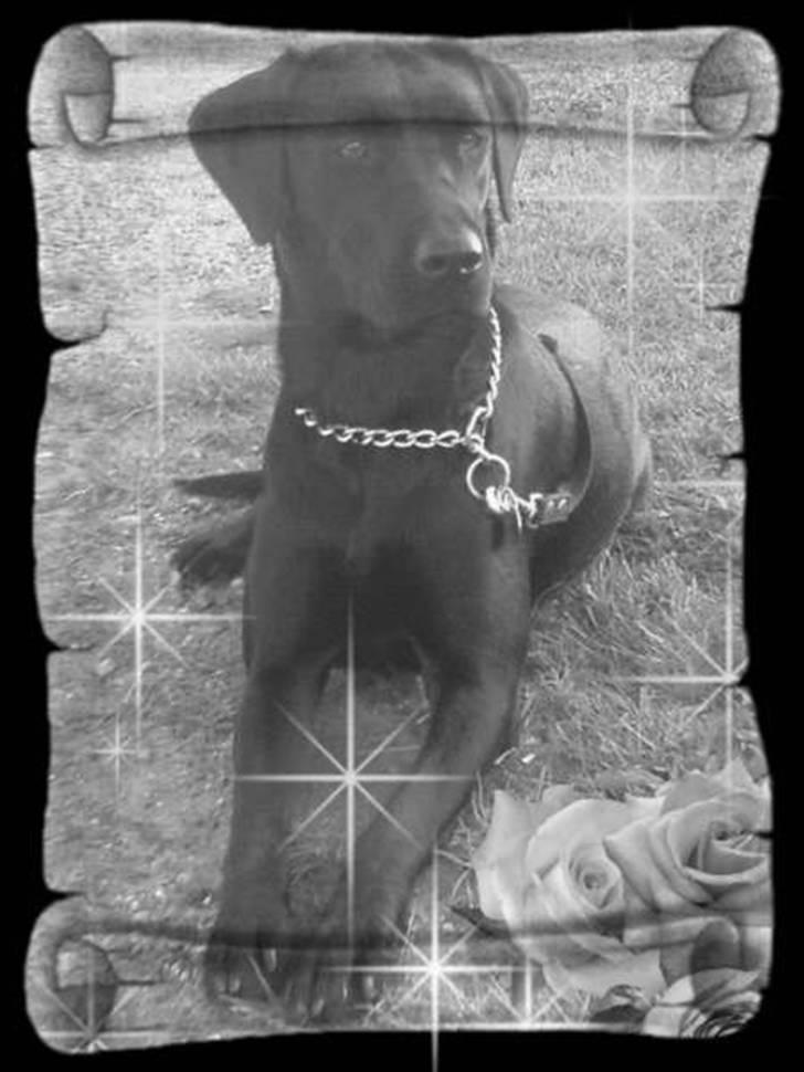 Labrador retriever flora<3 billede 17