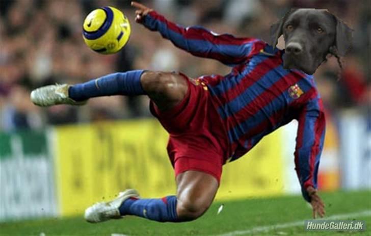 Labrador retriever flora<3 billede 18