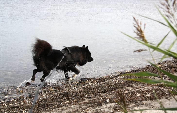 Islandsk fårehund Balder billede 9