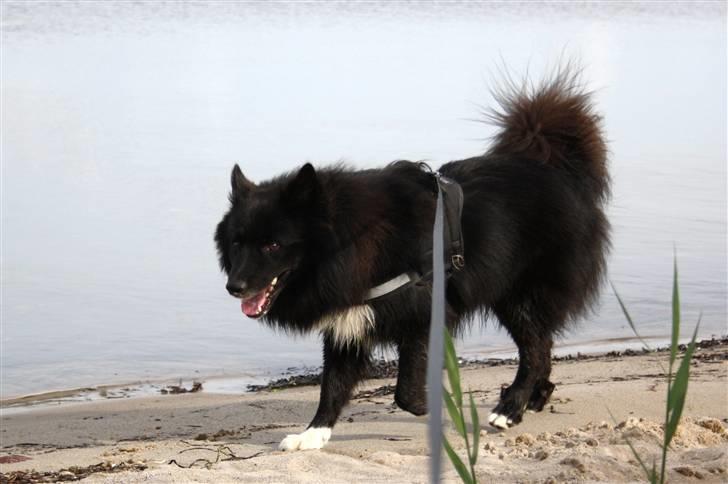 Islandsk fårehund Balder billede 10