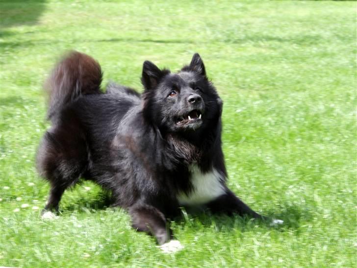 Islandsk fårehund Balder billede 11