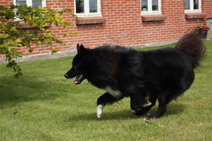 Islandsk fårehund Balder billede 12