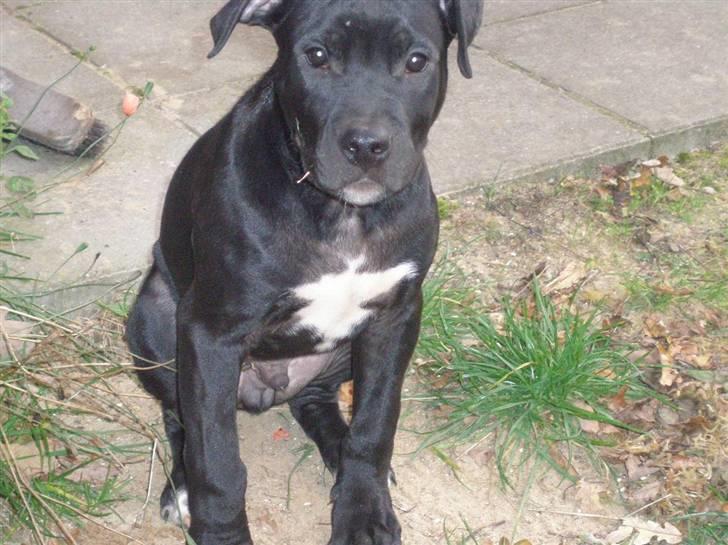 Amerikansk staffordshire terrier Heros (Omplaceret) billede 14