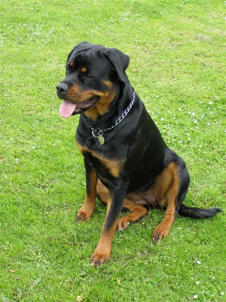 Rottweiler Emma R.I.P. - Mig i mine velmagtdage - desværre er jeg gået til de evige hundejagtmarker billede 1