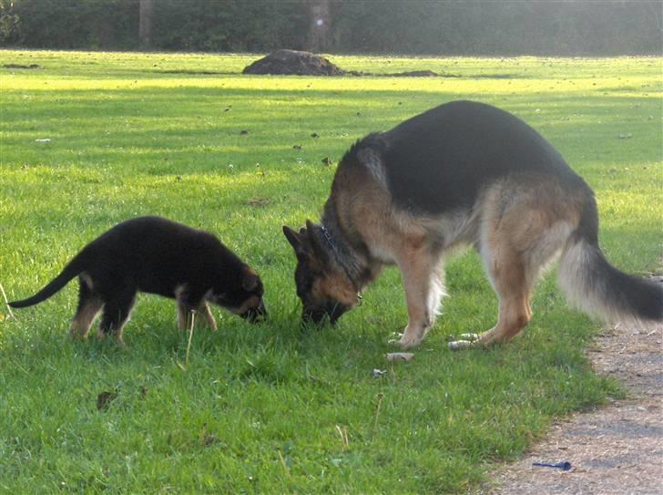 Schæferhund ravnerocks kimbo - Kimbo sammen med hans niece RavneRocks Maika billede 7