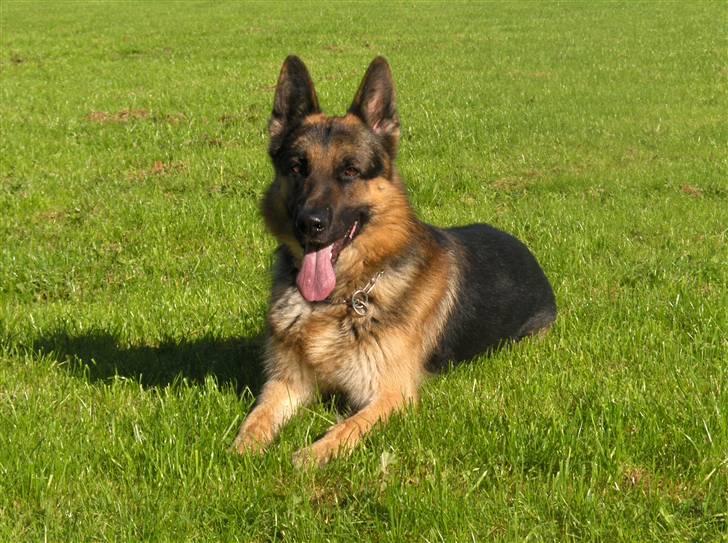 Schæferhund ravnerocks kimbo billede 8