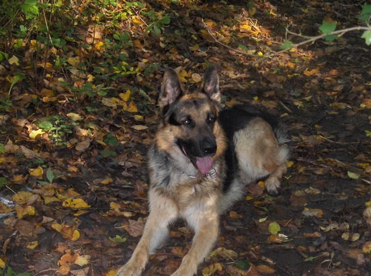 Schæferhund ravnerocks kimbo billede 9