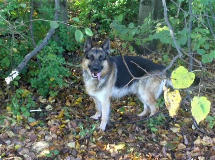 Schæferhund ravnerocks kimbo billede 10