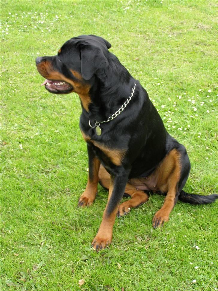 Rottweiler Emma R.I.P. billede 2