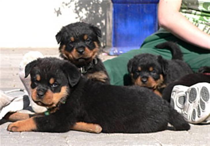 Rottweiler Emma R.I.P. - 6 uger gammel, jeg ligger forrest. billede 3