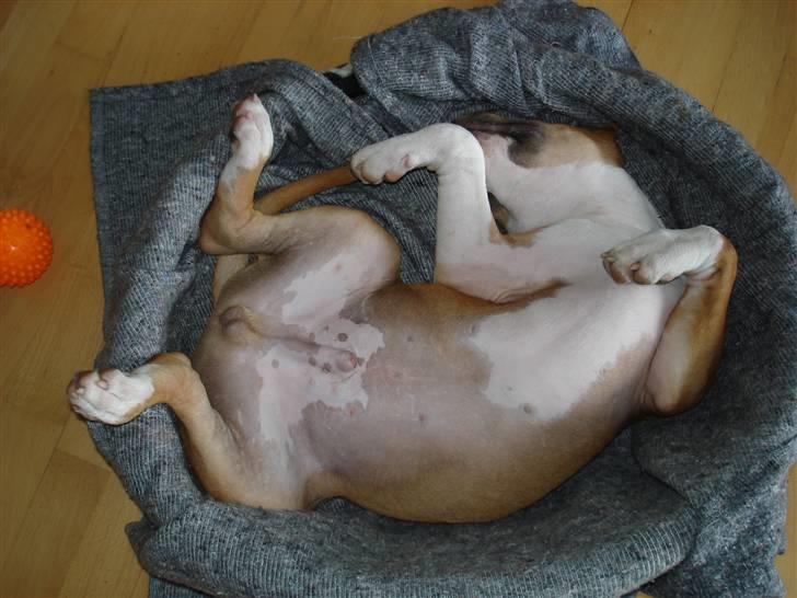 Amerikansk staffordshire terrier Oscar - Napper lige en morfar.. billede 11