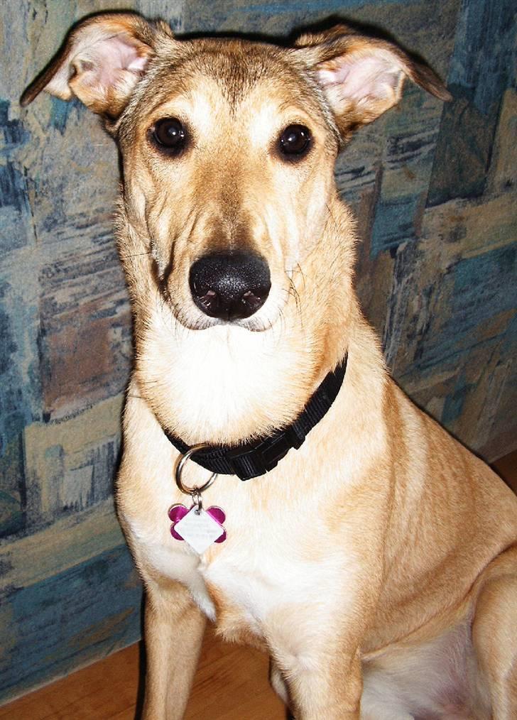 Blanding af racer Coco - Er jeg ikke bare nuser? billede 1