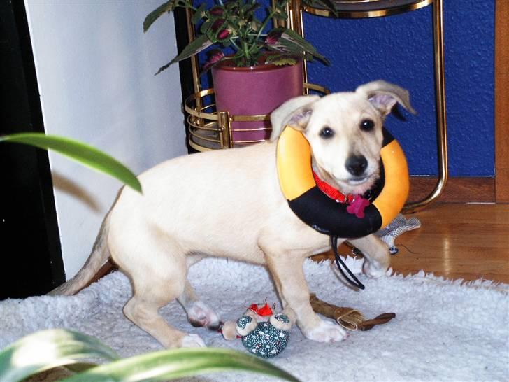 Blanding af racer Coco - Puhh helt "ny" i huset og så skal jeg reddes. Hehe billede 2