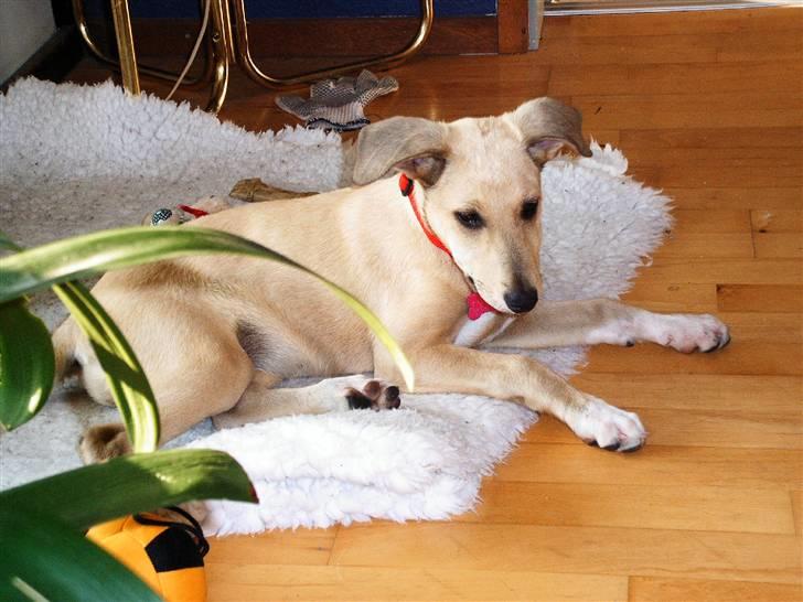 Blanding af racer Coco - Ligger lige og gør mig smuk. billede 3