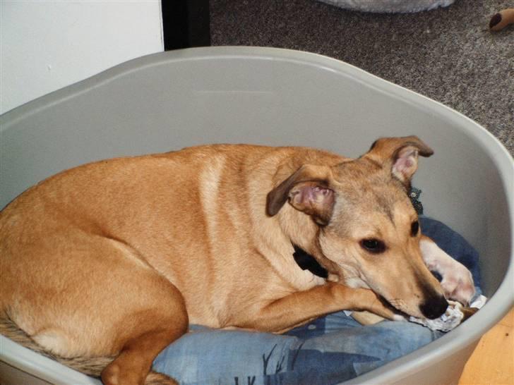 Blanding af racer Coco - Mums det smager godt det her. billede 4