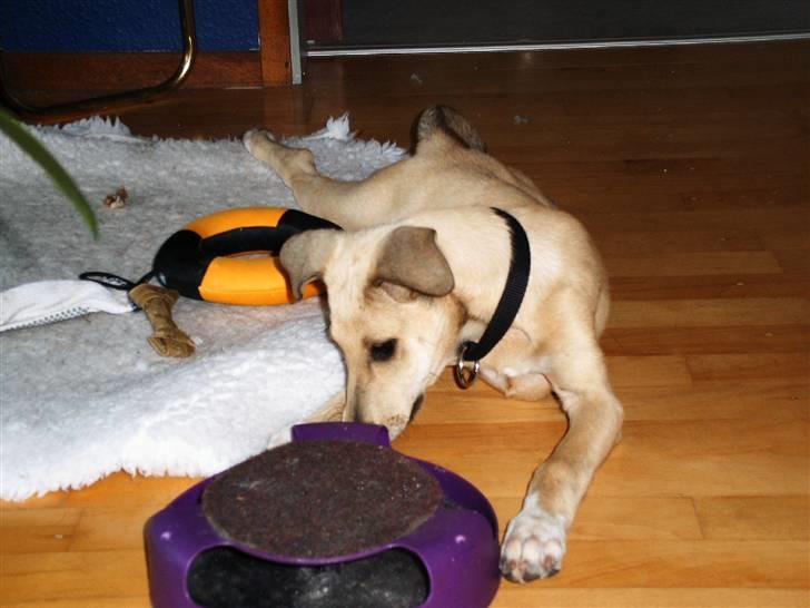 Blanding af racer Coco - Hvad mon der gemmer sig derinde? billede 5