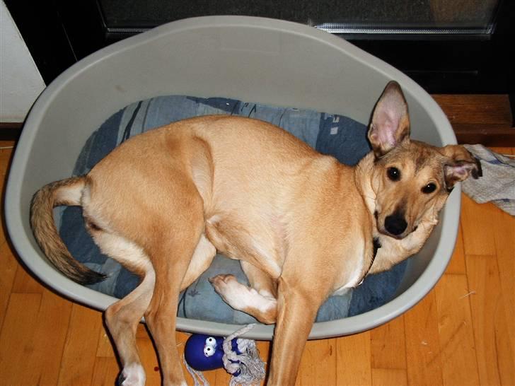 Blanding af racer Coco - Uhhh se hvor stor jeg er og mit øre kan stritte billede 6